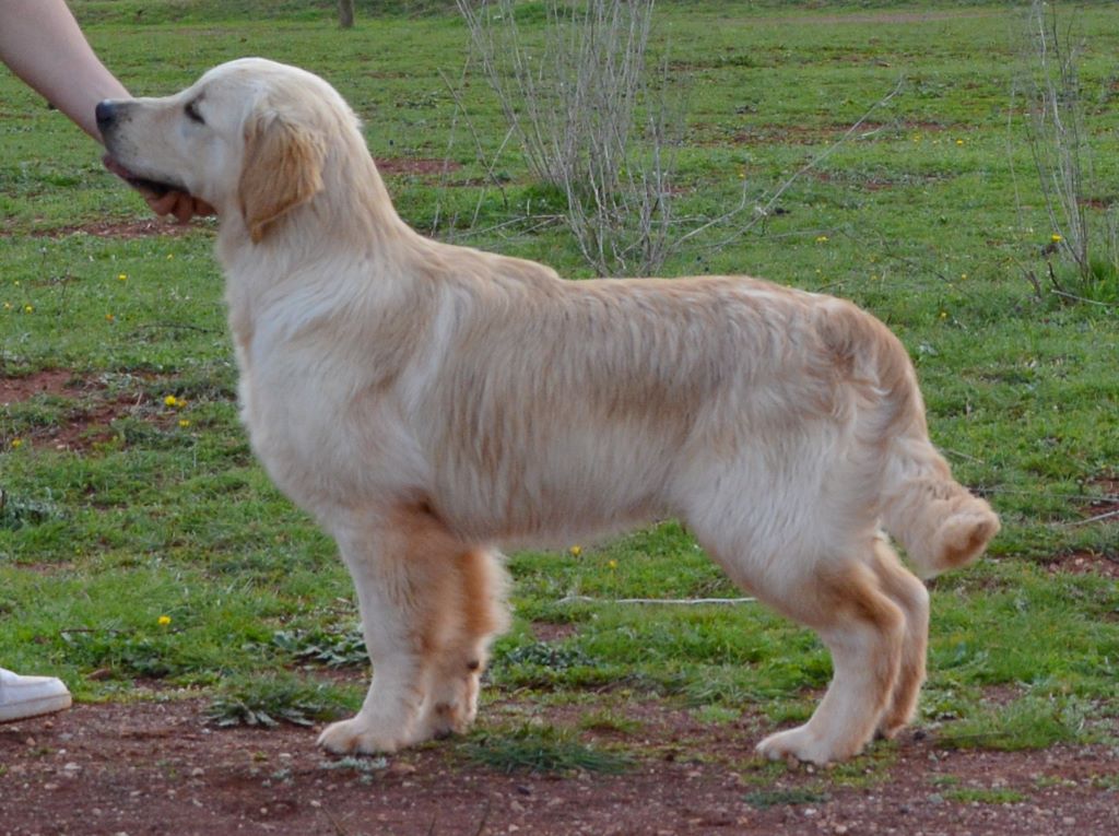 stenli Bambino