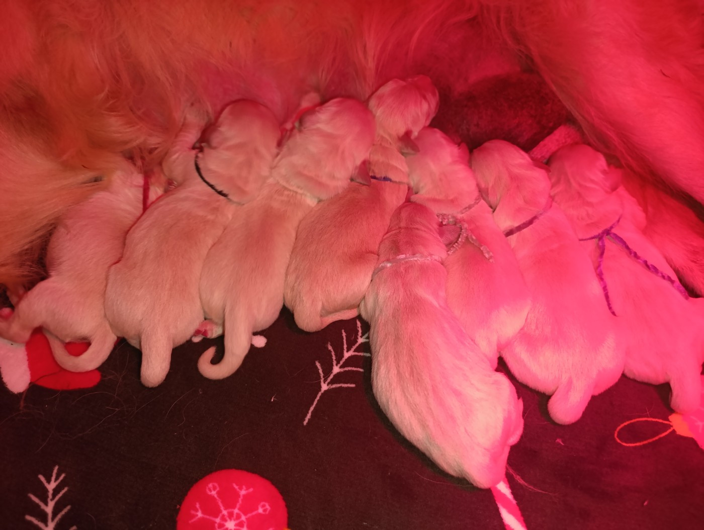 Hearunes - Chiots disponibles - Golden Retriever