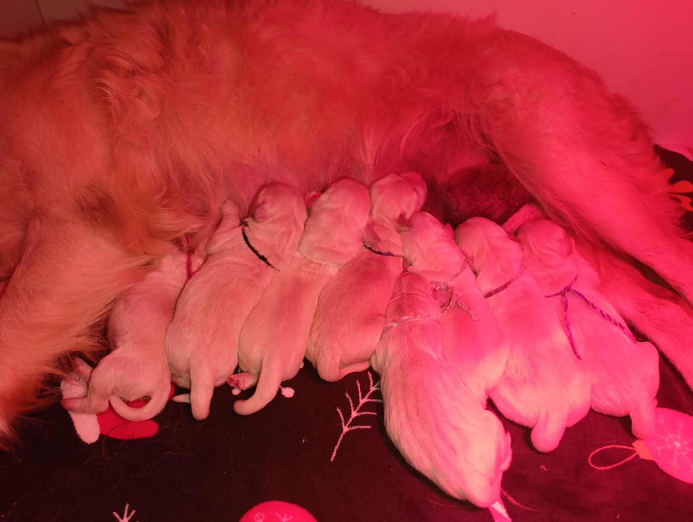 Hearunes - Chiots disponibles - Golden Retriever