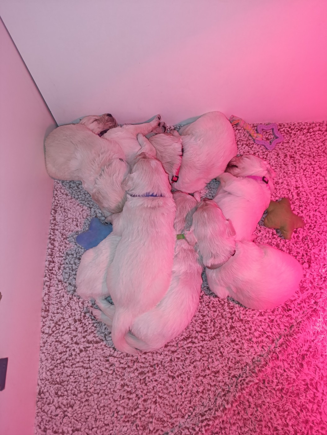 Hearunes - Chiots disponibles - Golden Retriever