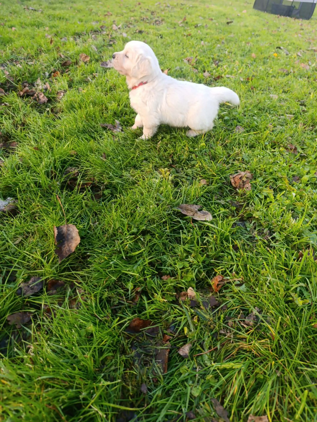 Hearunes - Chiots disponibles - Golden Retriever