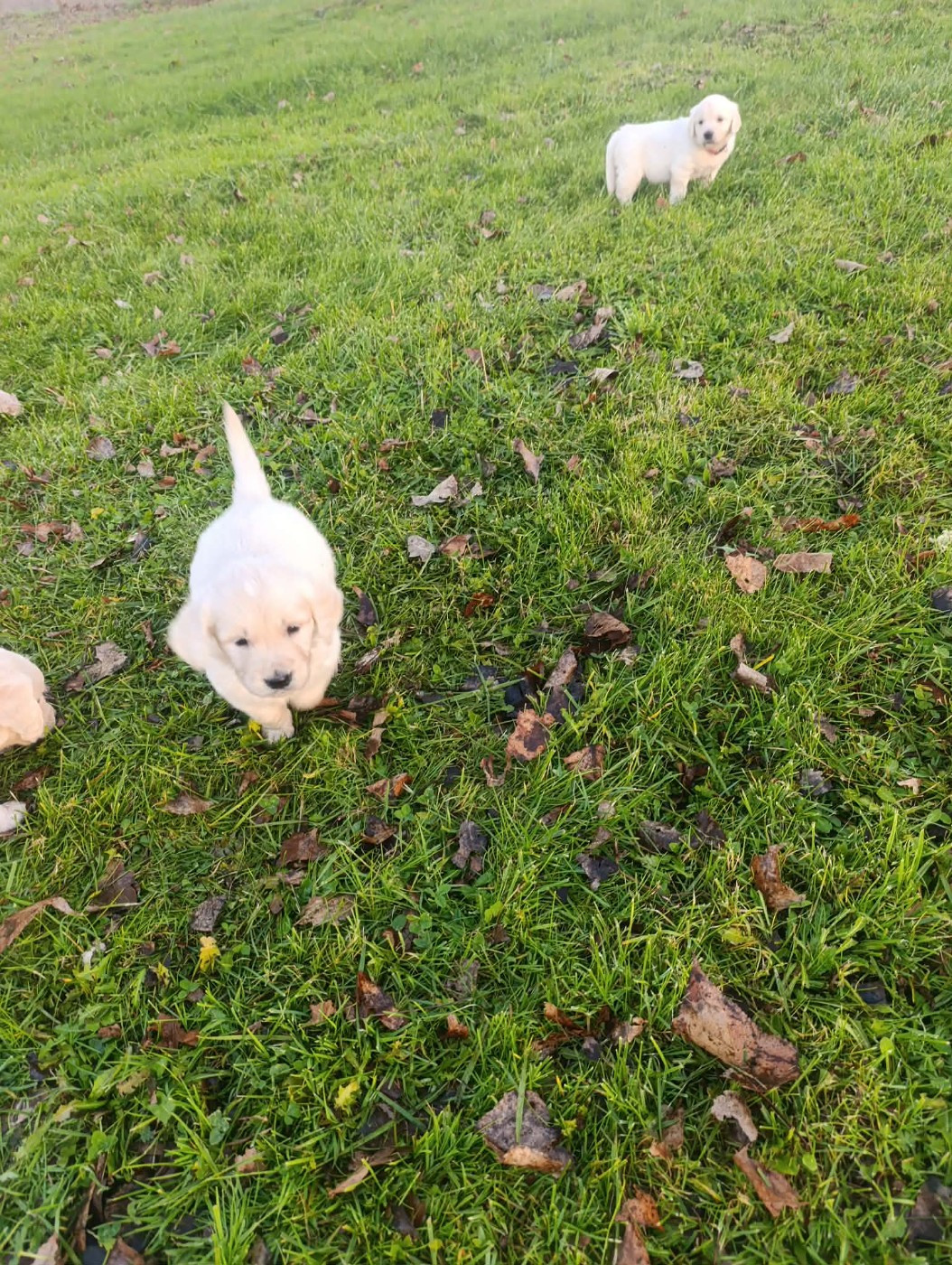 Hearunes - Chiots disponibles - Golden Retriever