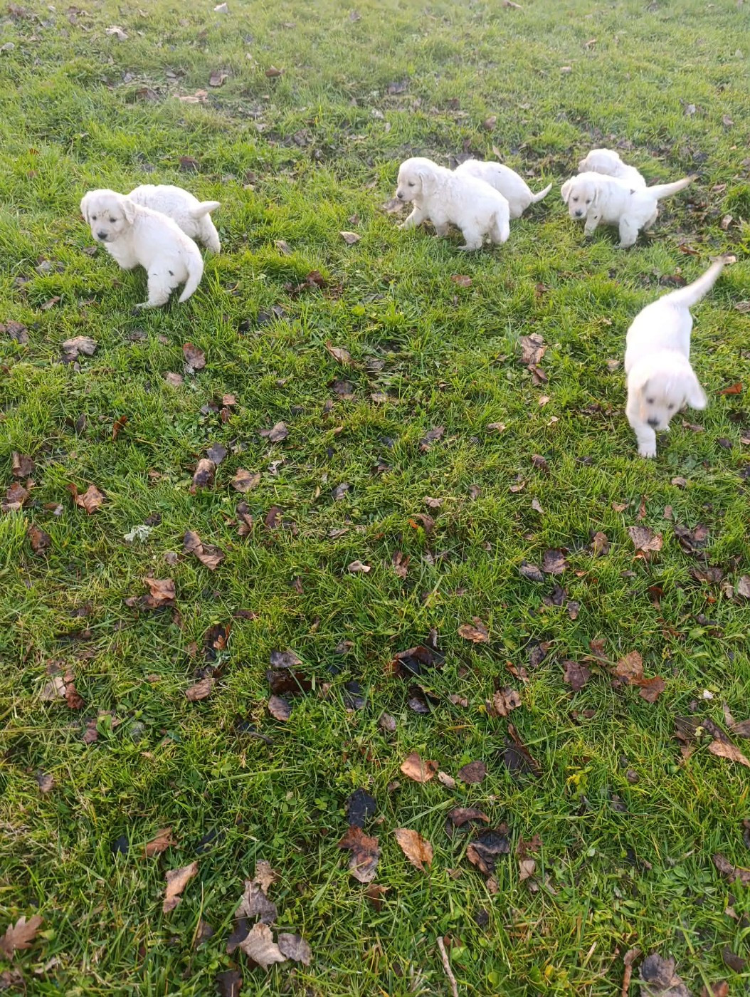 Hearunes - Chiots disponibles - Golden Retriever