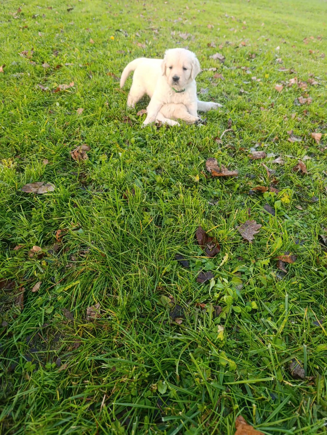 Hearunes - Chiots disponibles - Golden Retriever