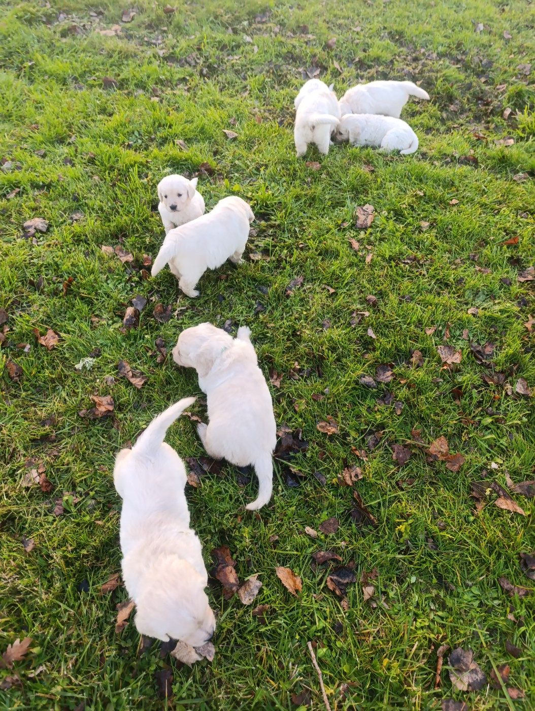 Hearunes - Chiots disponibles - Golden Retriever