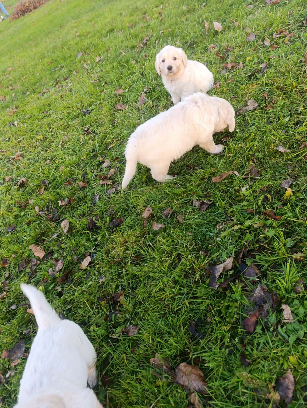 Hearunes - Chiots disponibles - Golden Retriever