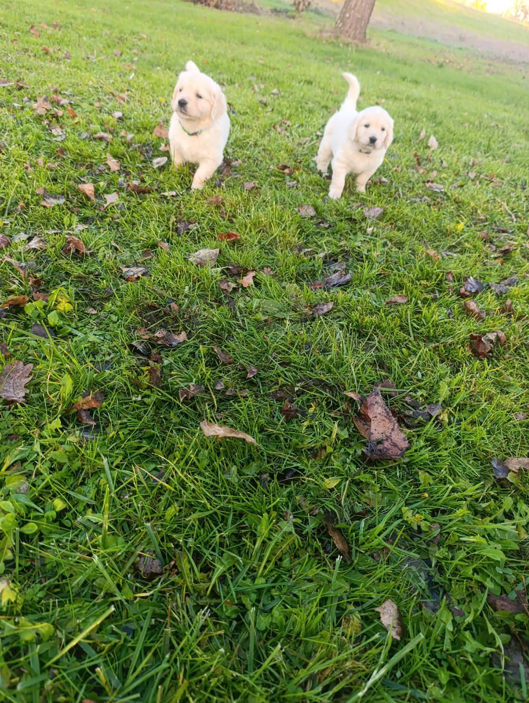 Hearunes - Chiots disponibles - Golden Retriever