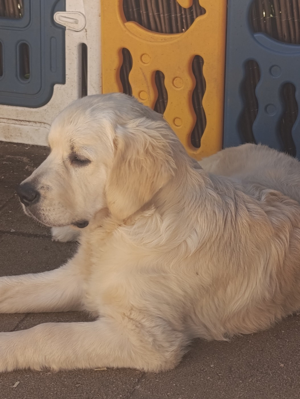 Hearunes - Chiots disponibles - Golden Retriever