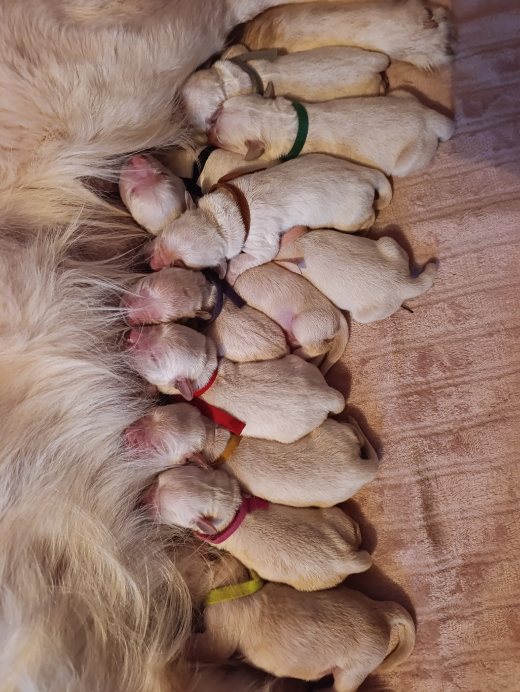 Hearunes - Chiots disponibles - Golden Retriever