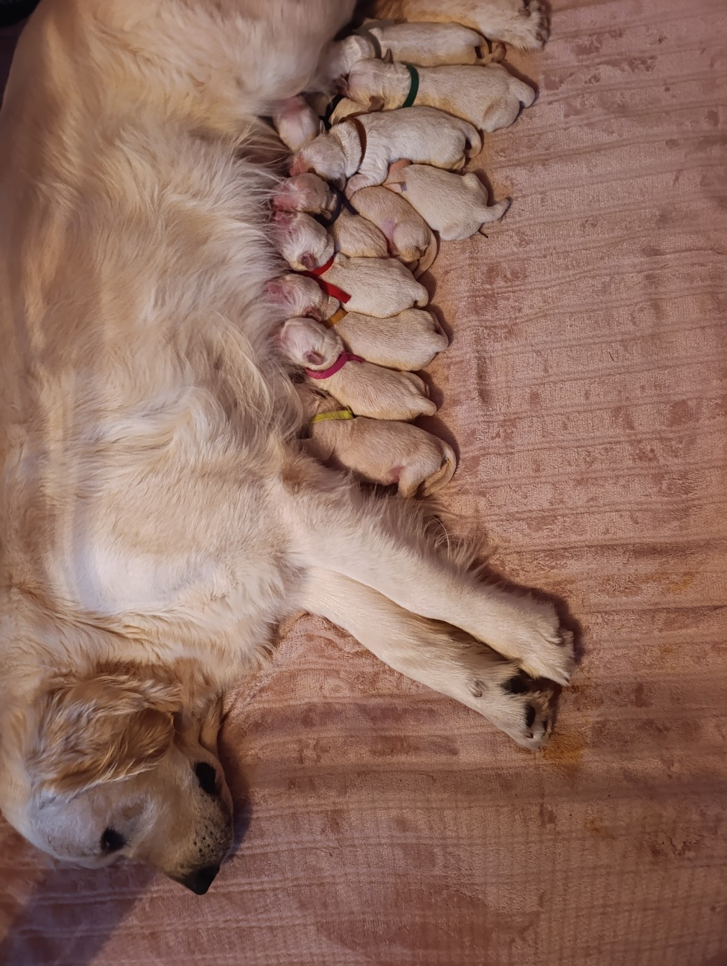 Hearunes - Chiots disponibles - Golden Retriever