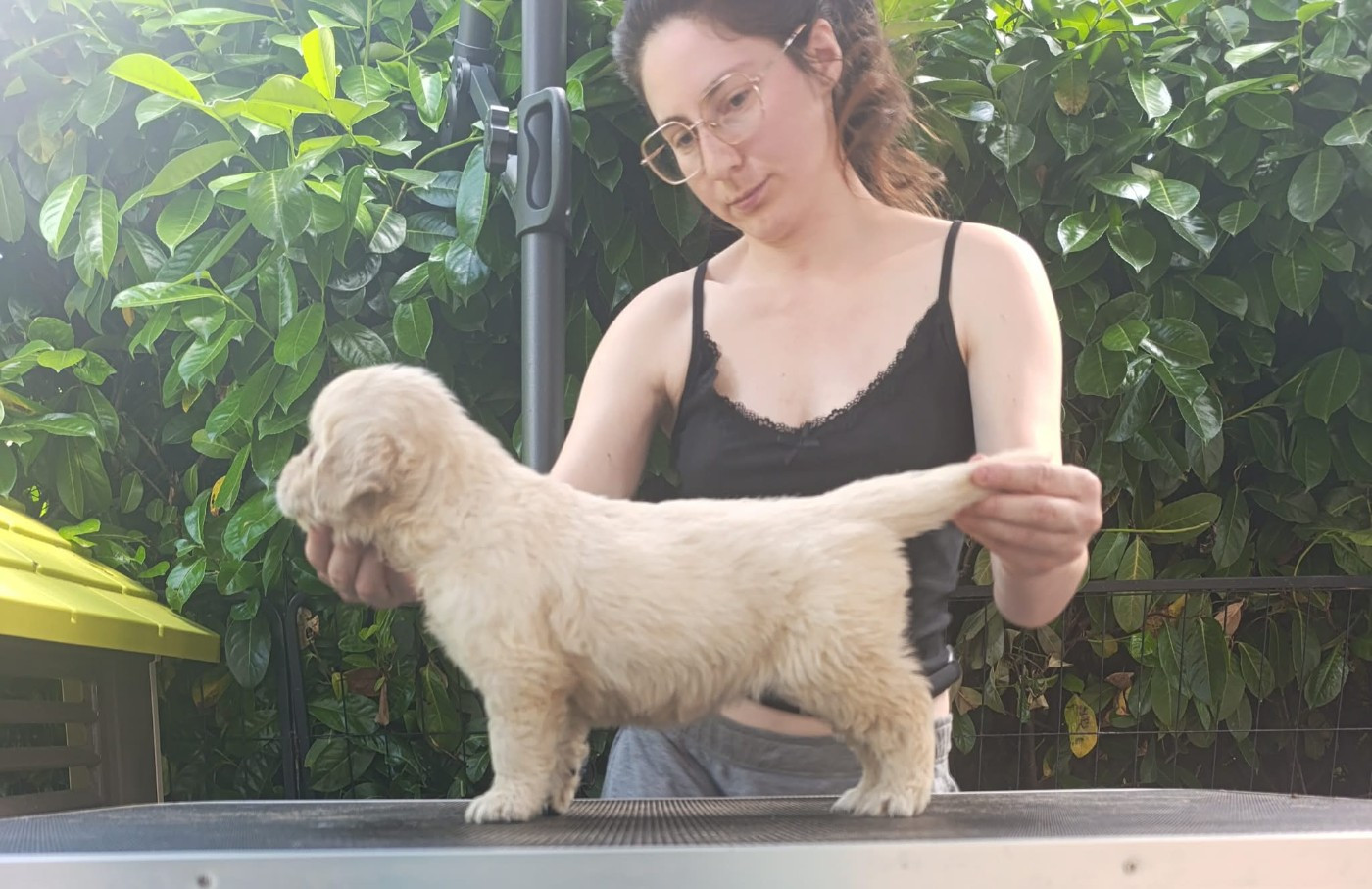 Hearunes - Chiots disponibles - Golden Retriever