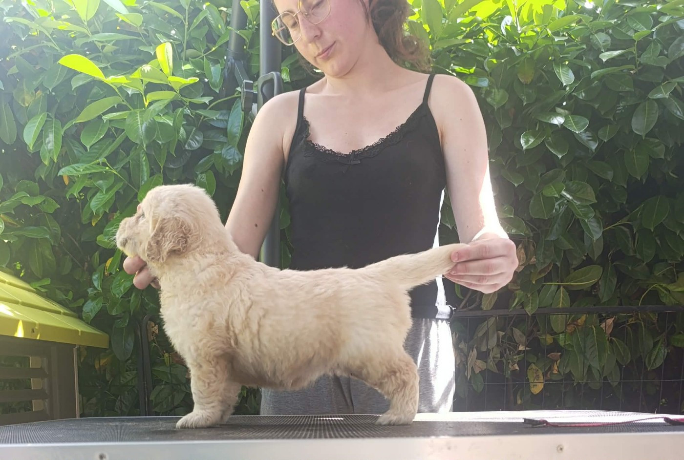 Hearunes - Chiots disponibles - Golden Retriever