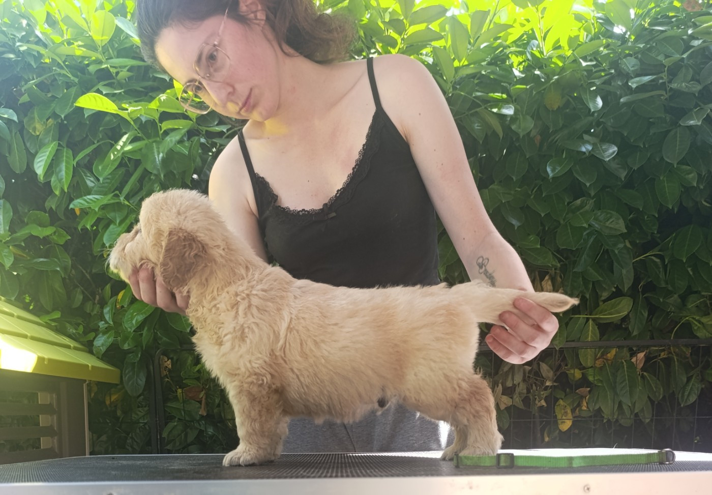 Hearunes - Chiots disponibles - Golden Retriever