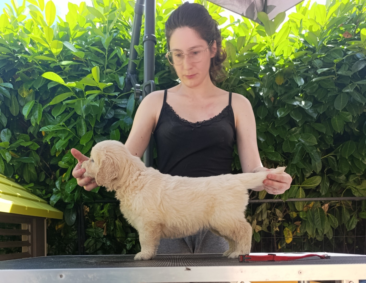 Hearunes - Chiots disponibles - Golden Retriever