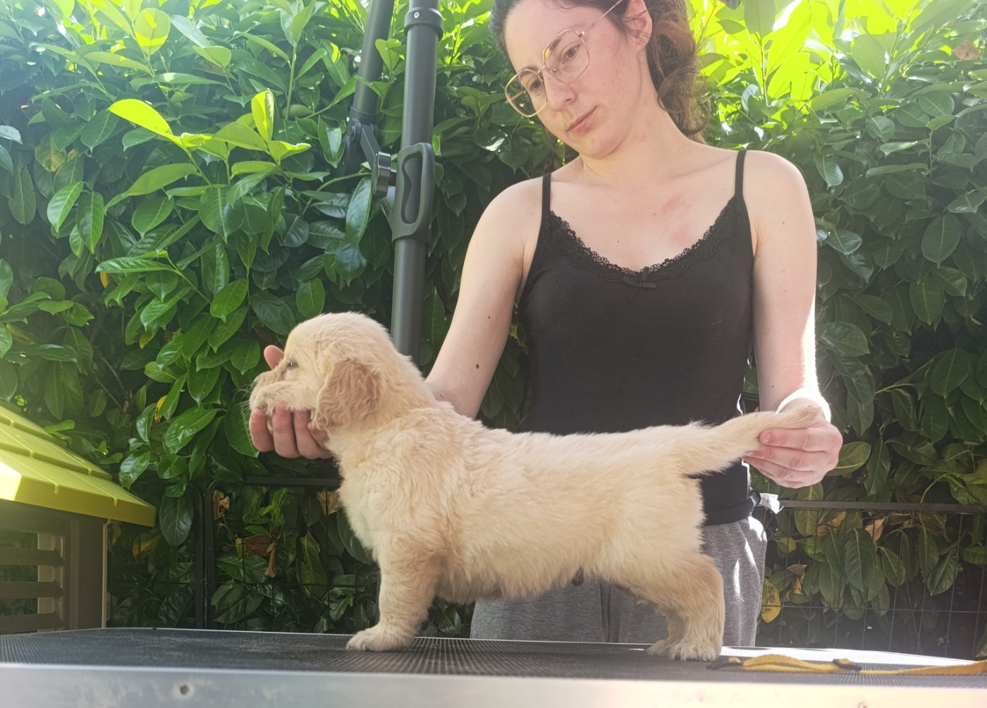 Hearunes - Chiots disponibles - Golden Retriever