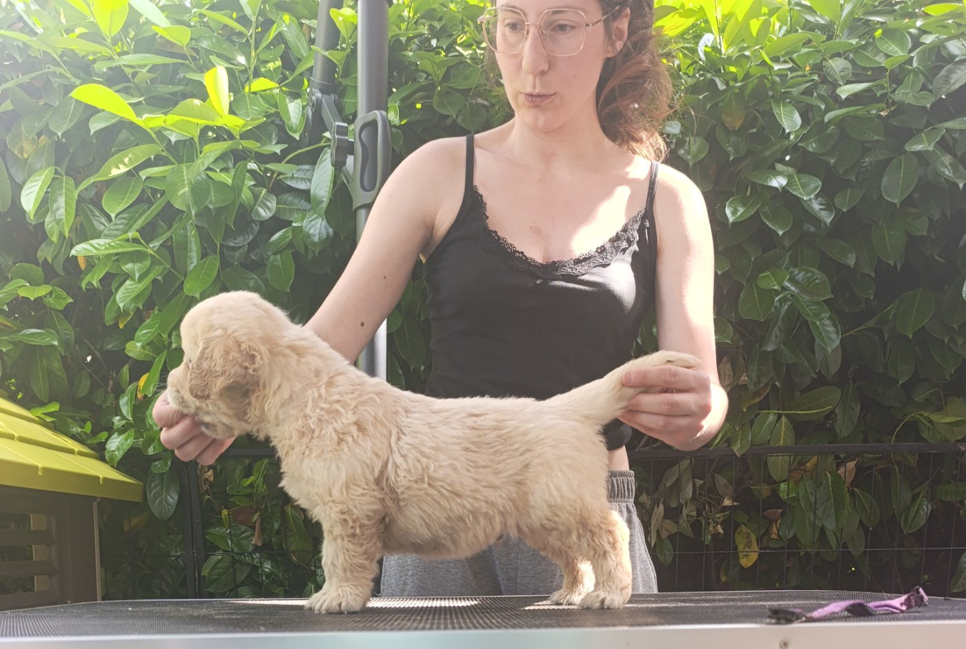 Hearunes - Chiots disponibles - Golden Retriever
