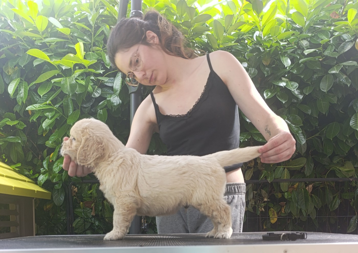 Hearunes - Chiots disponibles - Golden Retriever