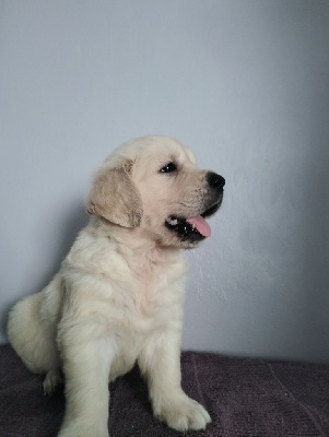 Mr Beige 